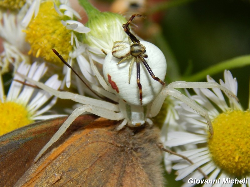 Misumena vatia: accoppiamento e predazione - Turbigo (MI)